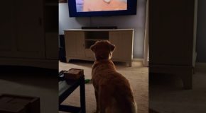 Dog watching The Lion King is the most wholesome thing ever
