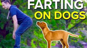 Man farts on dogs in front of their owners and pranks them