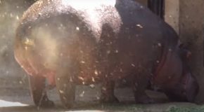 Pooping hippo spins its tail and creates a poop shower