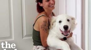 Rescued dog doesn’t have any idea how big it is
