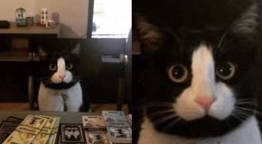 Some of the funniest cat moments ever