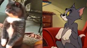 Tom and Jerry episodes in real life!
