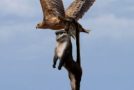 Eagles capturing big prey with ease