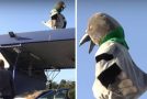 Epic pigeon poop catches a man off-guard