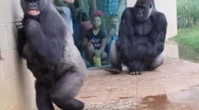 Gorillas absolutely hating on the rain