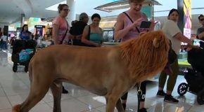 Great Dane dressed up as a lion visits a mall