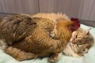 Hen goes after a cat inside the house to snuggle with it