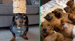 Really funny moments featuring dachshunds