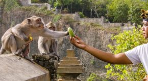 The monkeys of Bali who exchange things