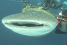 Whale shark entangled in a fishing net gets rescued by divers