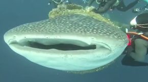 Whale shark entangled in a fishing net gets rescued by divers
