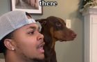 Compilation of dog owners calling their dogs when they are beside them