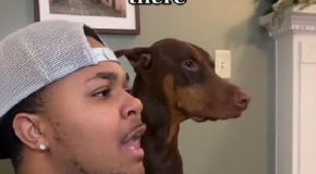 Compilation of dog owners calling their dogs when they are beside them