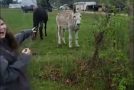 Dog gets shocked by an electric fence, donkey laughs