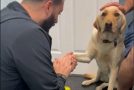 Dog with an injured paw trusts the vet and shows it to him