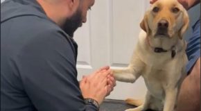 Dog with an injured paw trusts the vet and shows it to him