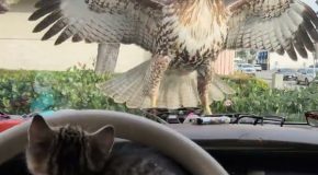 Hawk tries to snatch up a kitten, fails