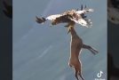 Mighty eagle hunts and flies off with an entire goat