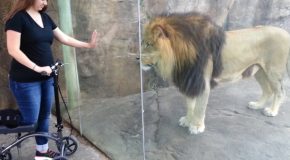 Playful lion in a zoo acts like he wants a woman’s scooter