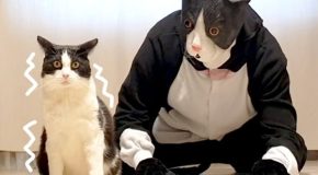 Pranking a cat by wearing a huge cat mask