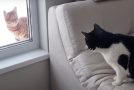 Pranking a cat with a fake cat