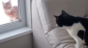 Pranking a cat with a fake cat