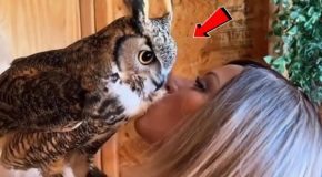 Rescued owl absolutely loves his rescuer