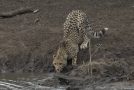 Cheetah cub drinking water at a watering hole gets attacked by a crocodile