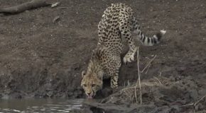 Cheetah cub drinking water at a watering hole gets attacked by a crocodile