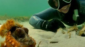 Diver spends months with an octopus and her eggs