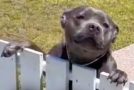 Dog gets excited about meeting neighbors every day