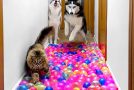 Dogs and cats try to pass the valley of water balloons