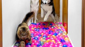 Dogs and cats try to pass the valley of water balloons