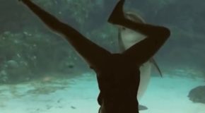 Girl doing backflips in front of dolphins makes them laugh