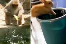 Hilarious animal fails coupled with the Ozzy Man Reviews