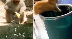 Hilarious animal fails coupled with the Ozzy Man Reviews