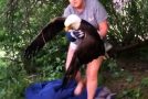Injured eagle gets rescued by a brave woman
