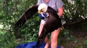Injured eagle gets rescued by a brave woman
