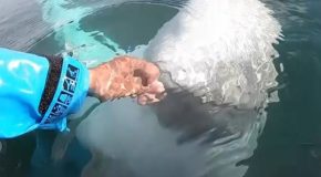 Mischievous beluga whale steals a camera and returns it