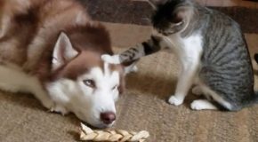 Sleepy husky gets bullied by a cat