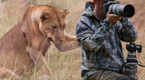 Wildlife photography moments that are truly one in a million