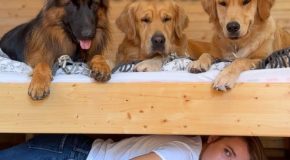 Woman plays hide and seek with her dogs in a new house