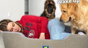 Woman sleeps in her dog’s bed with funny reactions from her dogs