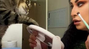 Cat just loves smacking his mom