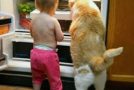 Cats playing with babies funny compilation