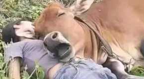 Compilation of beautiful love shared between animals and humans