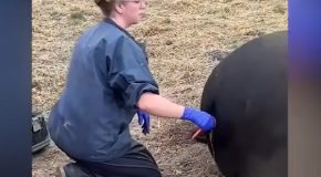 Cow suffering from bloat gets its gas released from its stomach by a vet