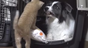 Dog mom scolds and tells kitten that play time is over