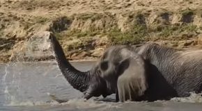 Elephant takes a nice and refreshing swim in a waterbody