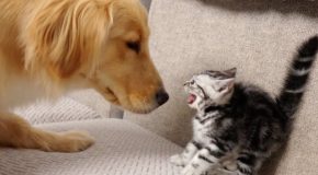 Golden retriever and kitten gradually become friends